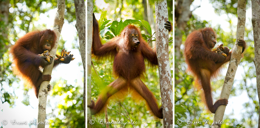 orangutans003