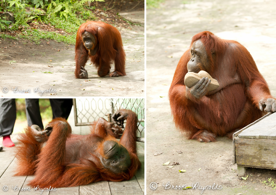 orangutans010