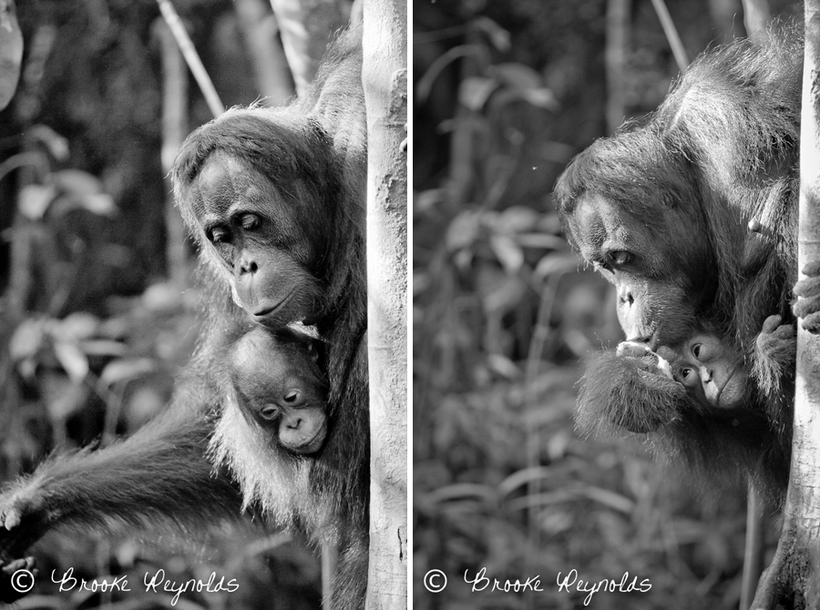 orangutans013