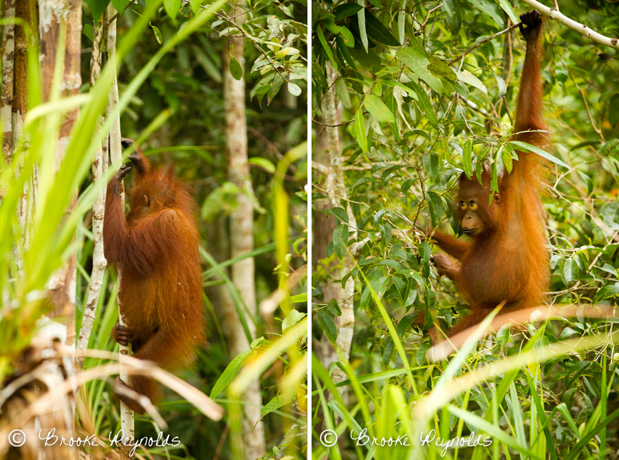 orangutans014