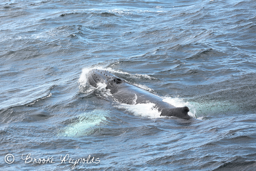 humpback whale, boston harbor