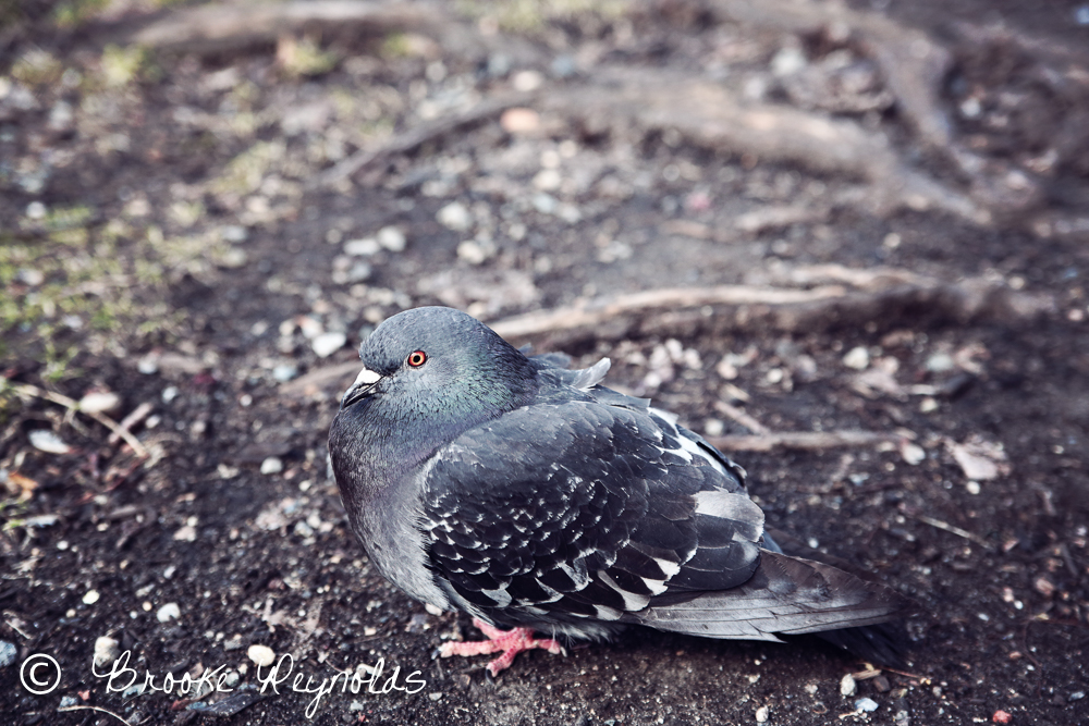 boston common, freedom trail, pigeon
