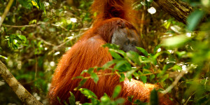 orangutan in borneo