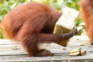 orangutan