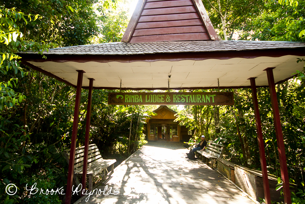 Rimba Lodge, Borneo