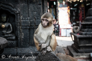 Monkey Temple, Nepal | compassionatenomads.com