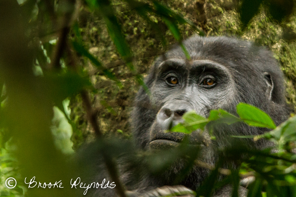 Uganda Gorilla Trek | Compassionate Nomads